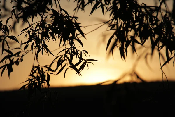 Günbatımı yeşillik bir arka plan üzerinde — Stok fotoğraf