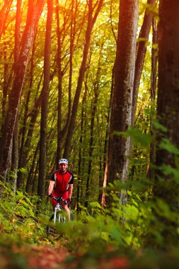Binici Dağı'nda orman Bisiklet