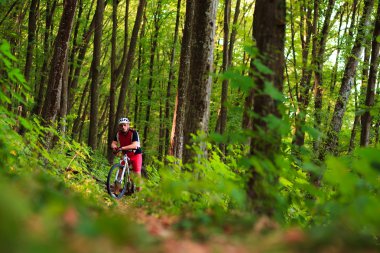 Binici Dağı'nda orman Bisiklet