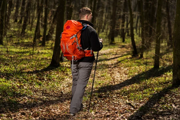 Aktiver gesunder Mann beim Wandern im schönen Wald — Stockfoto