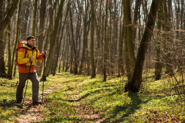 Aktif, sağlıklı bir adam güzel bir ormanda yürüyüş yapıyor.