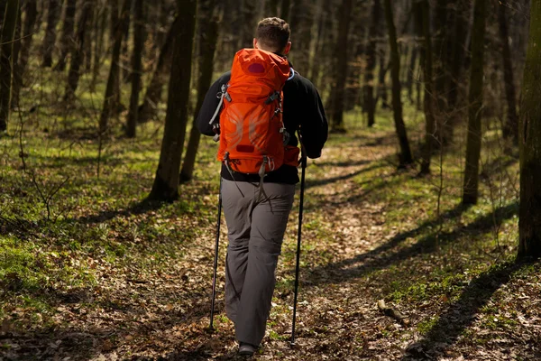 Mannelijke wandelaar kijkt naar de zijkant wandelen in het bos — Stockfoto