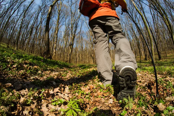 Mannelijke wandelaar kijkt naar de zijkant wandelen in het bos — Stockfoto