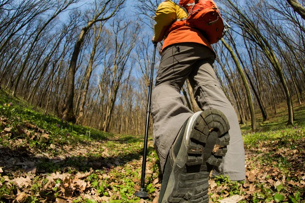 Mannelijke wandelaar kijkt naar de zijkant wandelen in het bos — Stockfoto