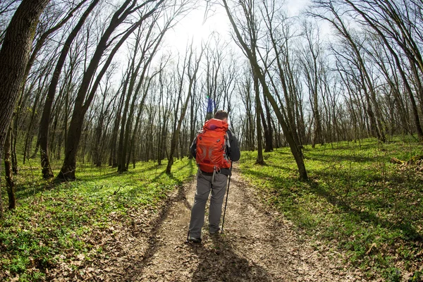 Mannelijke wandelaar kijkt naar de zijkant wandelen in het bos — Stockfoto