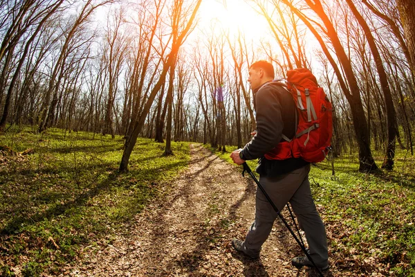 Männlicher Wanderer schaut im Wald zur Seite — Stockfoto