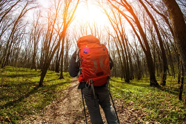 Мужской турист смотрит в сторону прогулки в лесу — стоковое фото