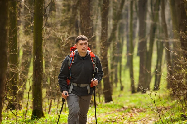 Aktiv frisk man vandring i vacker skog — Stockfoto