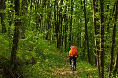 Bisikletçi bir iz yaz ormandaki bisiklet sürme