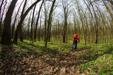 Güzel bahar ormandaki bisiklet sürme bisikletçi