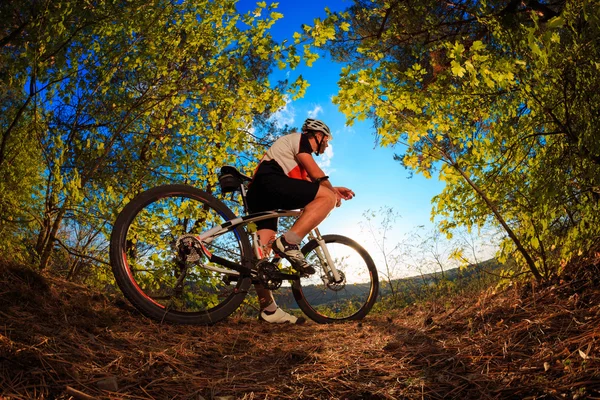 Radfahrer auf Fahrrad im Wald unterwegs — Stockfoto