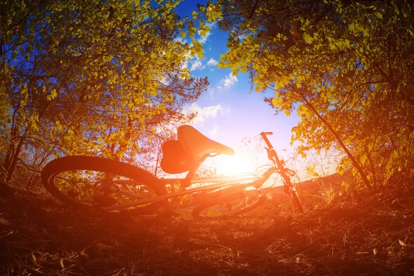 森の中のバイクの美しいシーン — ストック写真