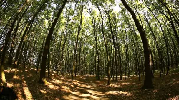 Mountainbiker rijden op de fiets in het bos. Man fietsen Mtb trail bezig. — Stockvideo