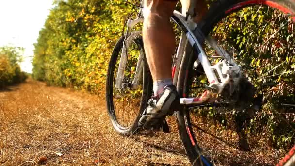 Horské cyklisty, jízdu na kole v lese. Muž na kole Mtb na stopě trati. — Stock video