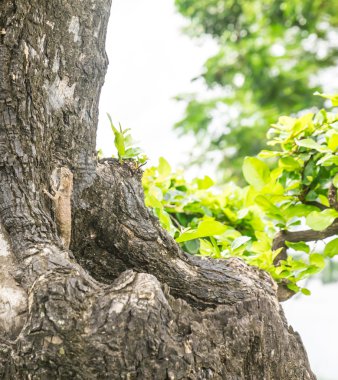 Ağaçtaki bukalemun