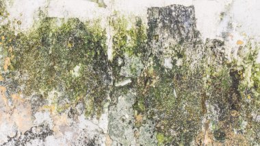 Soyulması boya, kirli duvarlar