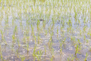 Zaten pirinç fidan alanında büyüme.