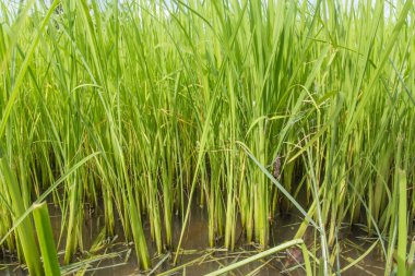 Pirinç büyüyen fidan.