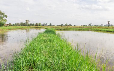 Pirinç tarlaları hazırlamak