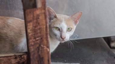 Şirin kedi yüzüne döndü