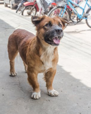 Köpek ayakta incelikle bir gülümseme ile.