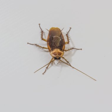 Beyaz izole hamamböceği