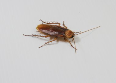 Cockroach isolated on a white clipart