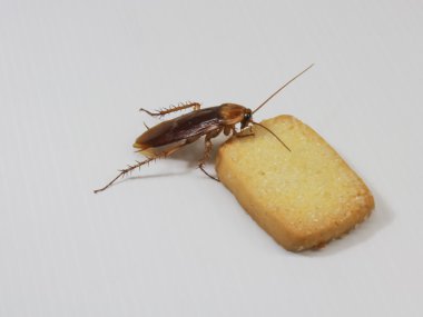 Cockroach eating a cookie clipart