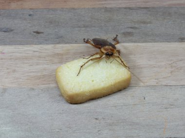 Cockroach eating a cookie on wooden table. clipart