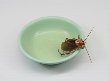 Cockroach on green cup clipart