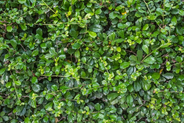 Shrubbery and tree wall