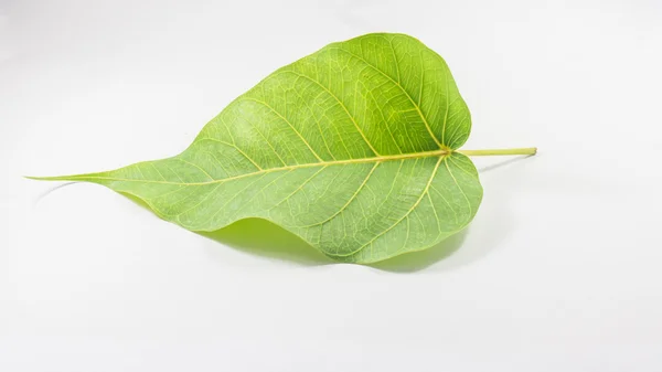 Zelené listy ve tvaru srdce na bílém pozadí. — Stock fotografie
