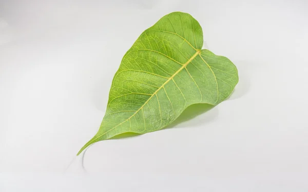 Green leaves shaped like heart on white background. — Stock Photo, Image