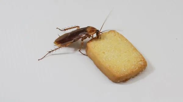 Bir çerez yiyor hamamböceği — Stok fotoğraf