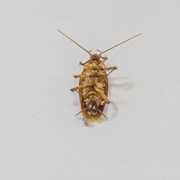 Beyaz izole hamamböceği — Stok fotoğraf