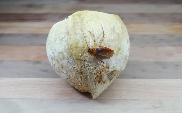 Kakerlake auf Kokosnuss — Stockfoto