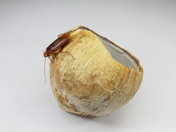 Таракан на кокосе — стоковое фото