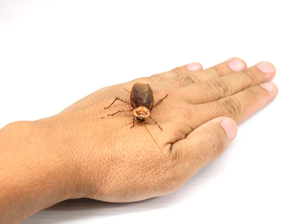 Κατσαρίδα στο χέρι — Φωτογραφία Αρχείου