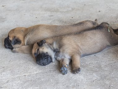 Küçük köpek Beton üzerinde uyuyor
