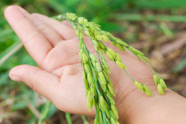 Yandan Tayland altın pirinç.
