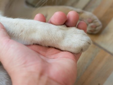 Kedi pençe beyaz ve el, odağı bir kedi pençe.