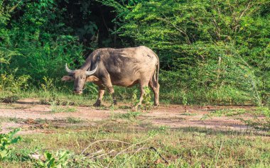 Alan, Tayland buffalo.