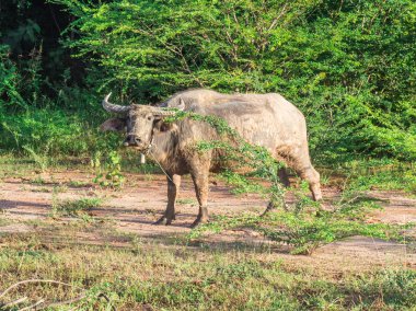 Alan, Tayland buffalo.