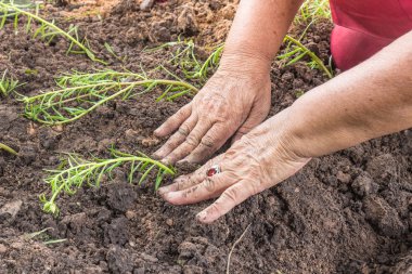 Bir çiçek fide dikim kadın kıdemli