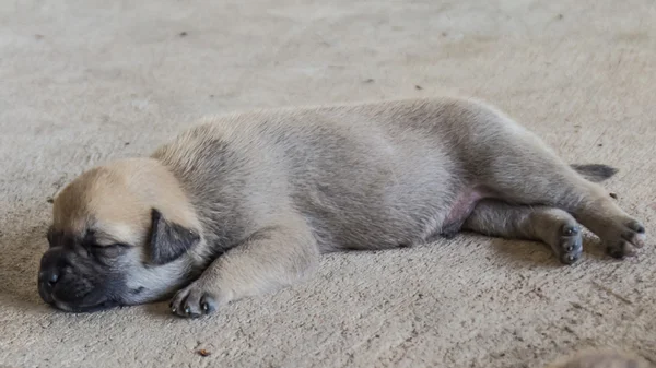 Pequeno cão dormindo em concreto — Fotografia de Stock