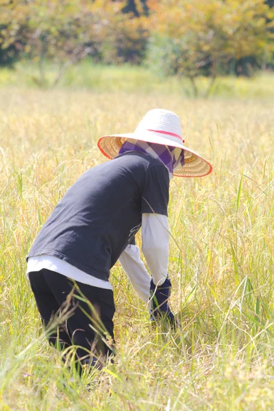 Agricultor cosechando el arroz juntos por la hoz en Tailandia . — Foto de Stock