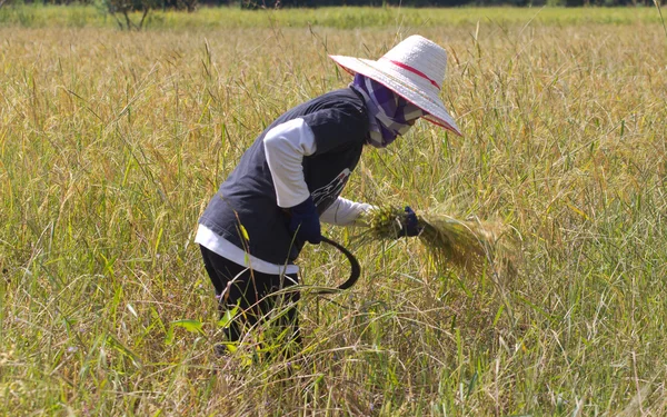 Agricultor cosechando el arroz juntos por la hoz en Tailandia . — Foto de Stock