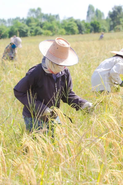 Agricultor cosechando el arroz juntos por la hoz en Tailandia . — Foto de Stock