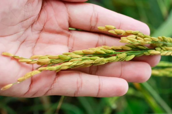 Golden rice on hand apparently some seeds in Thailand.