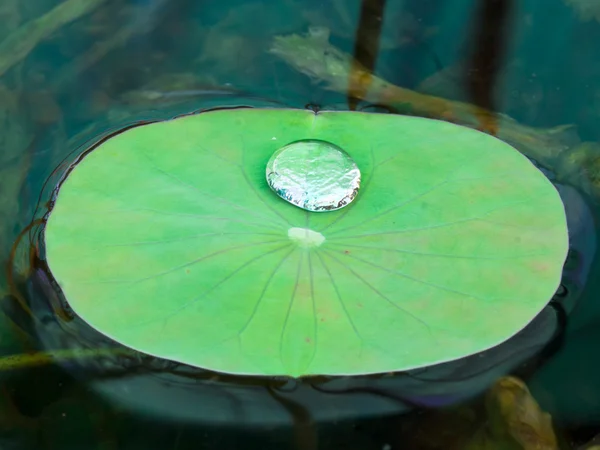 lotus yaprağı üzerinde Su damlacıkları